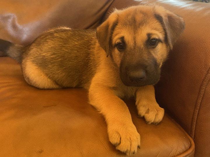 chinook puppy